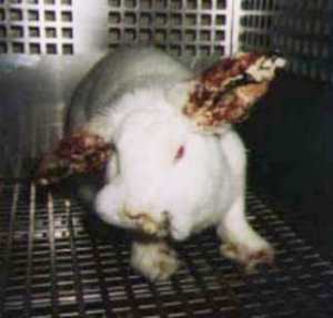 60908_9550_vivisection-lapin3