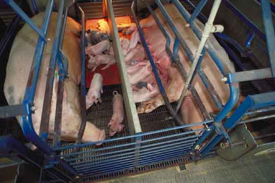 540x360_pigs_farrow_usda
