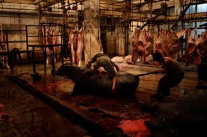Pakistan Slaughterhouse