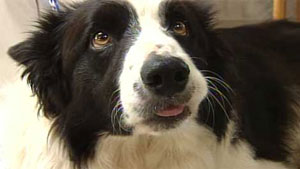 0811dog_amputate2WEB