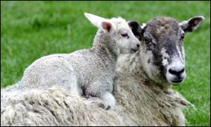 _1106505_300lamb