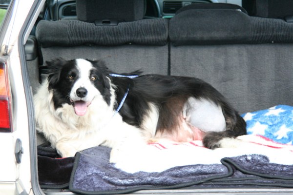 50710porchardnewAmputatedDogLegforweb