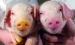 genetic-modified-piglets–006