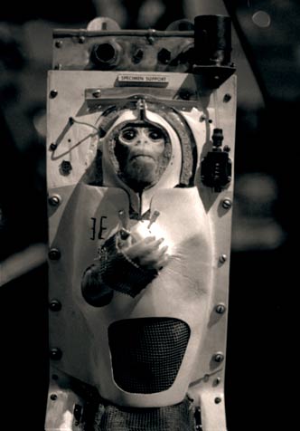 space-monkey