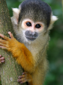 squirrel_monkey
