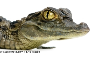 young Spectacled Caiman - Caiman crocodilus