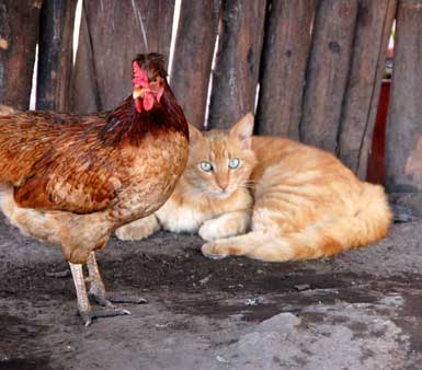 cat-and-chicken
