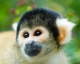 squirrel-monkey1