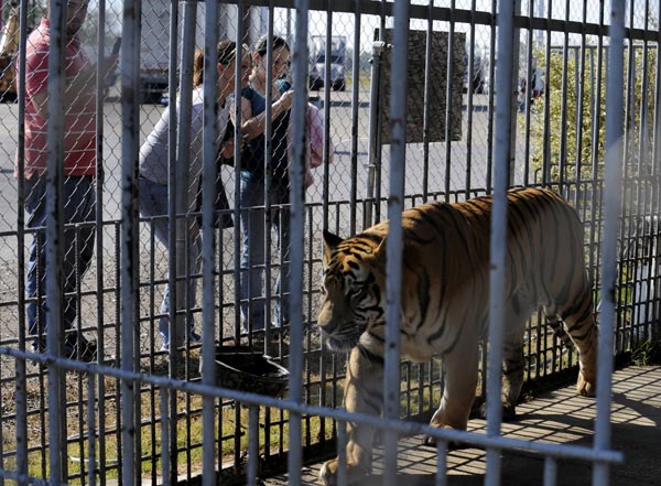 met tiger pd 142.jpg