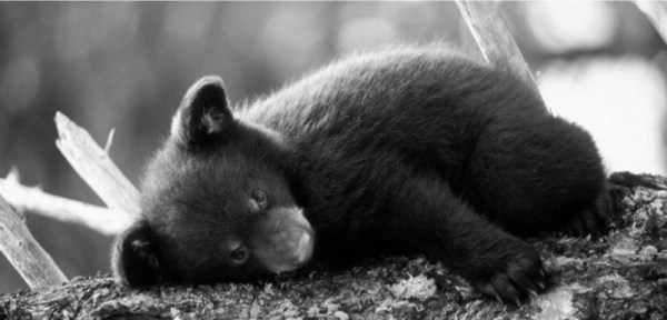 brown-bear-cub-on-the-tree (1)