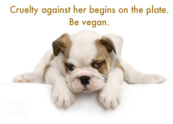 Bulldog_Puppy_Posed_On_White_Background-1 (1)