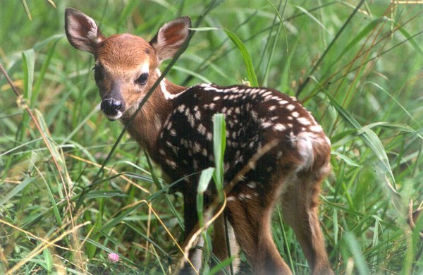 fawn