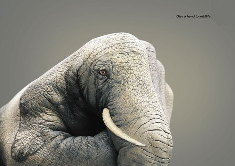 picture-is-worth-wwf-elephant-1