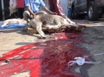 Streets run red with blood – Austaralian sheep slaughter in Kuwait – Eid Nov 2010