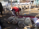 Trussed, terrified Australian sheep in Kuwaiti slaughter line – Eid Nov 2010