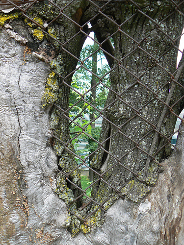 3667861583_dcee386acf