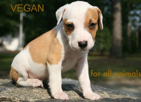 800px-2009-08-16_Puppy_at_Duke_East_1 (1)