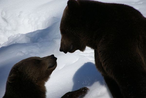 800px-Brown_Bears_Nationalpark_Bayerischer_Wald_08