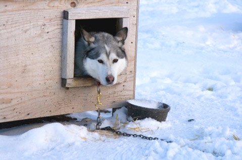 column-photo---iditarod---a_t479