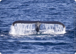 documentspetitionsphoto168716whaling1pcjpgPhotoBarbaraVeigaSeaShepherd_300roundcornermaskpng__0.0_0_0__97