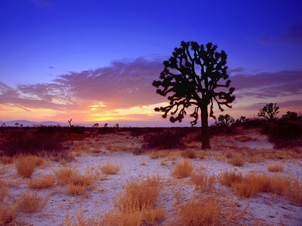 Joshua_Tree_Sunset,_Mojave_Desert,_California