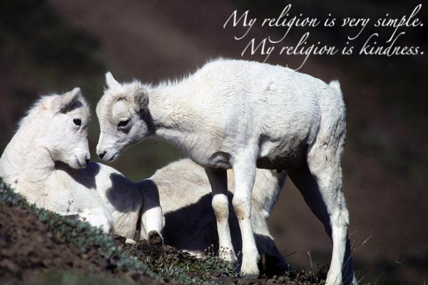 800px-Dall_sheep_lambs-1
