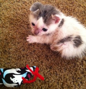 IDA_Oregon_kitten_cruelty_case_Tony_2