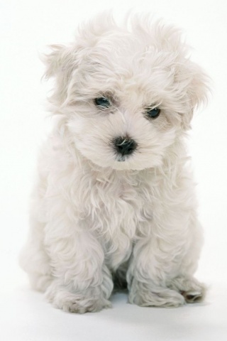 white-puppy-iphone-wallpaper