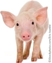 0160.piggie w credit.jpg-550x0