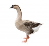 5787995-brown-domestic-goose-isolated-on-a-white-background