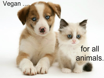 Blue-Eyed-Red-Merle-Border-Collie-Puppy-with-Birman-Cross-Kitten-Blue-Eyes-Photographic-Print-C13061316