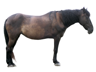 brown-horse-isolated-on-white-background-pic