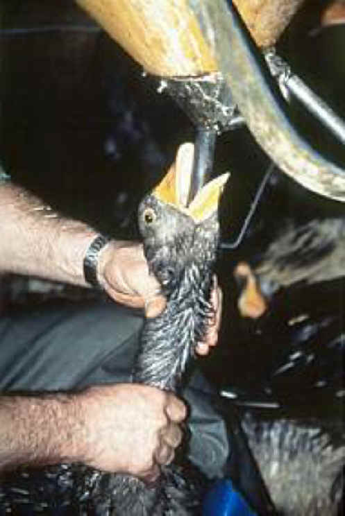 duck-foiegras-07