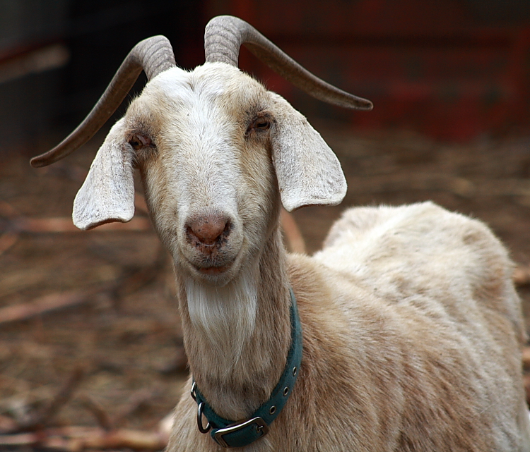 TOP-STORY-3-GOAT