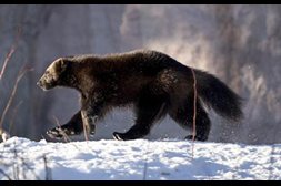 wolverine1_f--rgov-253X168
