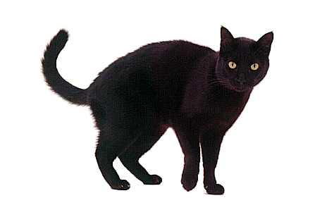 black-cat