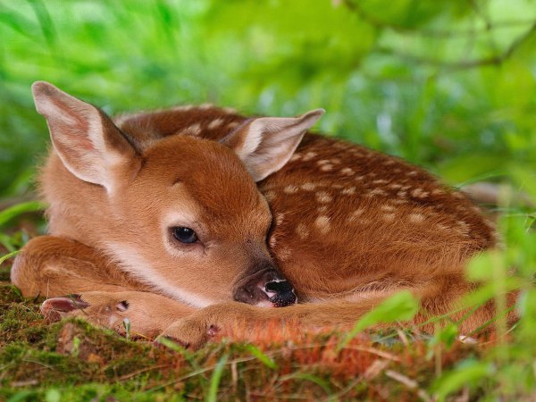 sleeping_fawn_wallpaper-29117