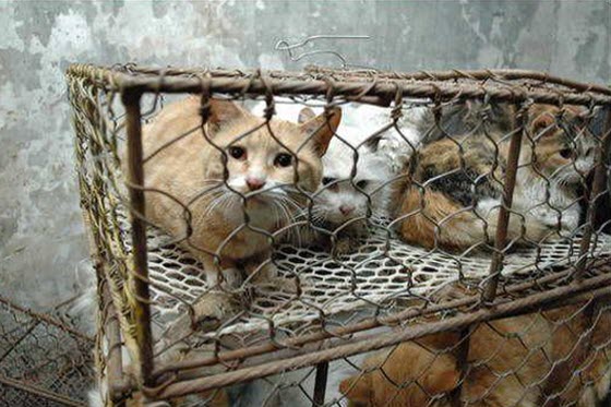 cats-cages-tianjin-china