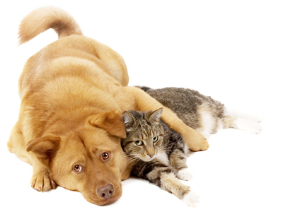 Dog_And_Cat_On_White_Background_freecomputerdesktopwallpaper_p