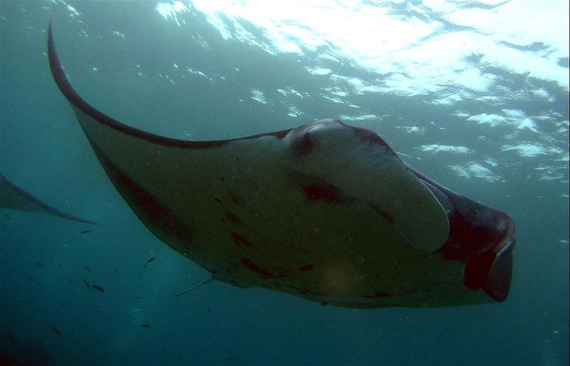 800px-P2140268_Manta_Ray