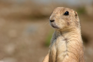 a Prairie Dog looking around