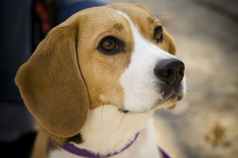 800px-Beagle_portrait_Camry