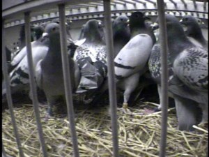 2010-11-10_AU%20Race_Oklahoma%20City%2c%20OK_Shipping%20night3