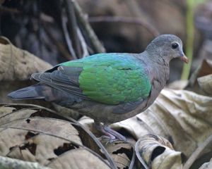 750px-Emerald_Dove_(Chalcophaps_indica_indica)