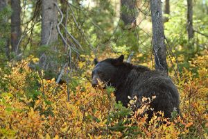 800px-Grand_Tetons_black_bear