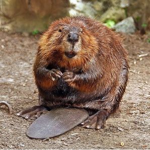 597px-American_Beaver
