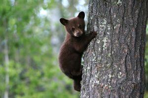 800px-Bear_cub