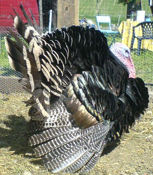 URGENT Call for End to Yellville’s Sadistic ‘Turkey Drop’ Our Compass