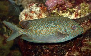 800px-Goldspotted_spinefoot_Saltwater_Fish_3008px