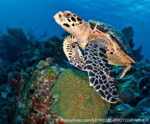 Extreme Photographer